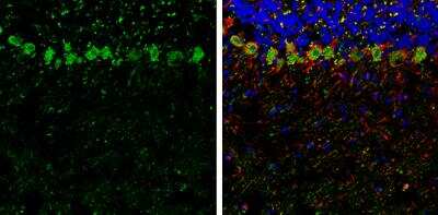 Immunohistochemistry-Frozen: Secretagogin Antibody [NBP2-20286]