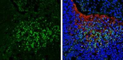 Immunohistochemistry-Frozen: Secretagogin Antibody [NBP2-20286]