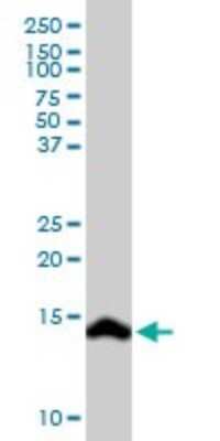 Western Blot: Secretin Antibody [H00006343-D01P]