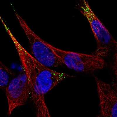 Immunocytochemistry/ Immunofluorescence: Secretogranin 3 Antibody [NBP2-49096]