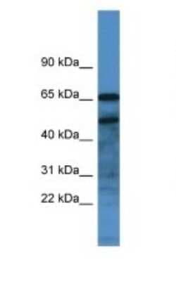 Western Blot: Secretogranin 3 Antibody [NBP1-91632]