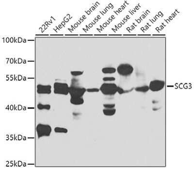 Western Blot: Secretogranin 3 AntibodyBSA Free [NBP2-94170]