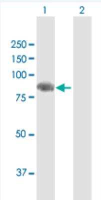 Western Blot: Semaphorin 4F Antibody [H00010505-B01P-50ug]