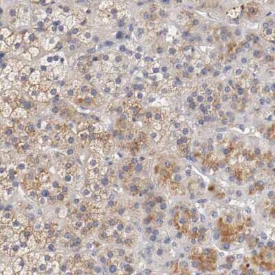 Immunohistochemistry-Paraffin: Semaphorin 5A Antibody [NBP1-80767]