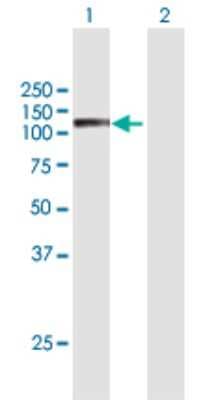 Western Blot: Semaphorin 6C Antibody [H00010500-B01P]