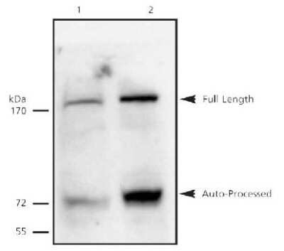 Western Blot: Separase Antibody (XJ11-1B12)Azide and BSA Free [NBP2-80945]