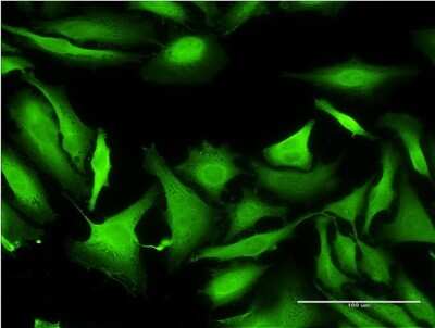 Immunocytochemistry/ Immunofluorescence: Septin-1 Antibody (1F12) [H00001731-M03]