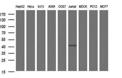 Western Blot: Septin-1 Antibody (OTI1E1)Azide and BSA Free [NBP2-74072]