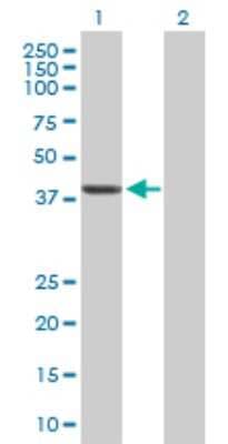 Western Blot: Septin-1 Antibody [H00001731-D01P]