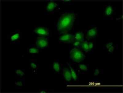 Immunocytochemistry/ Immunofluorescence: Septin-10 Antibody (2A12) [H00151011-M01]