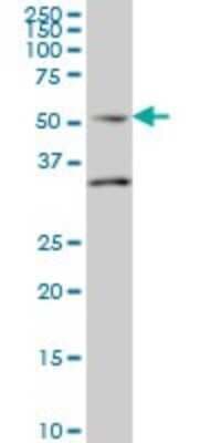 Western Blot: Septin-10 Antibody (2A12) [H00151011-M01]