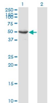 Western Blot: Septin-10 Antibody (3A9) [H00151011-M02]