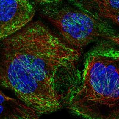 Immunocytochemistry/ Immunofluorescence: Septin-10 Antibody [NBP2-56906]