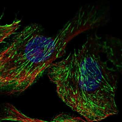 Immunocytochemistry/ Immunofluorescence: Septin-7 Antibody [NBP1-85730]