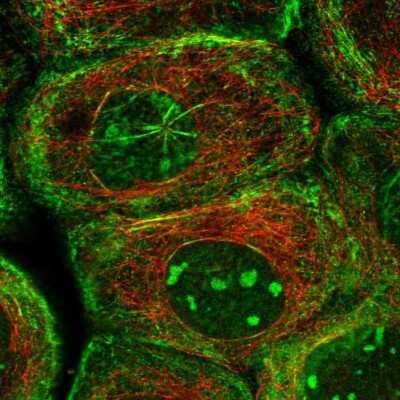 Immunocytochemistry/ Immunofluorescence: Septin-7 Antibody [NBP1-85731]