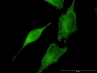 Immunocytochemistry/ Immunofluorescence: Septin-8 Antibody (3G1) [H00023176-M08]
