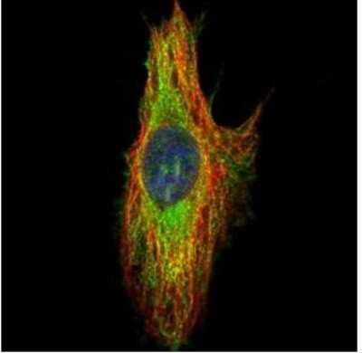 Immunocytochemistry/ Immunofluorescence: Septin-8 Antibody [NBP2-15116]