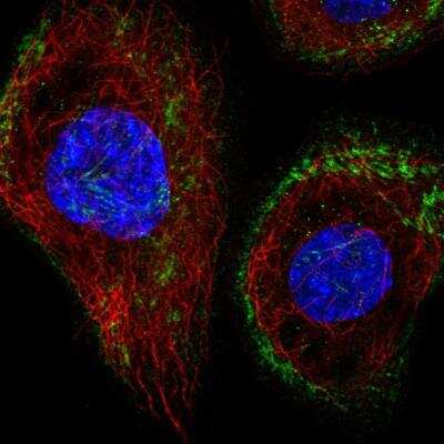 Immunocytochemistry/ Immunofluorescence: Septin-8 Antibody [NBP2-76533]
