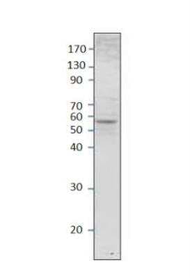 Western Blot: Septin-8 Antibody [NBP3-12492]