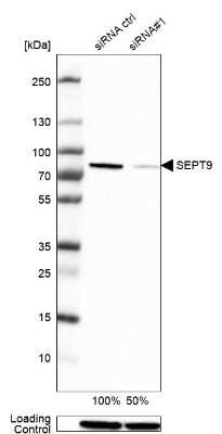Western Blot: Septin-9 Antibody [NBP2-13294]