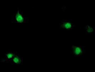 Immunocytochemistry/ Immunofluorescence: Serine Dehydratase Antibody (OTI3D3) - Azide and BSA Free [NBP2-74074]