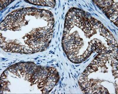 Immunohistochemistry-Paraffin: Serine racemase Antibody (OTI2E3) [NBP2-02332]