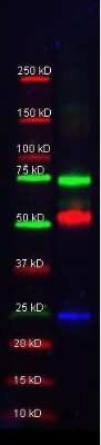Western Blot: Serpin A1/alpha 1-Antitrypsin Antibody [NB600-602]