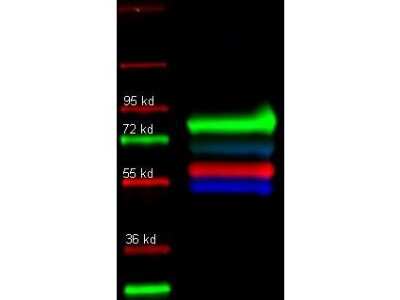 Western Blot: Serpin A1/alpha 1-Antitrypsin Antibody [NB600-602]