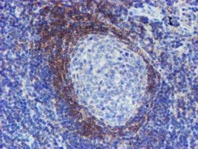 Immunohistochemistry: Serpin A5/Protein C Inhibitor Antibody (OTI2D10) - Azide and BSA Free [NBP2-74101]
