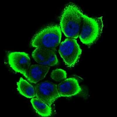 Immunocytochemistry/ Immunofluorescence: Serpin A7/TBG Antibody (5B11E9) - BSA Free [NBP2-37322]