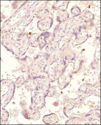 Immunohistochemistry-Paraffin: Serpin A8/Angiotensinogen Antibody - BSA Free [NBP1-30027]