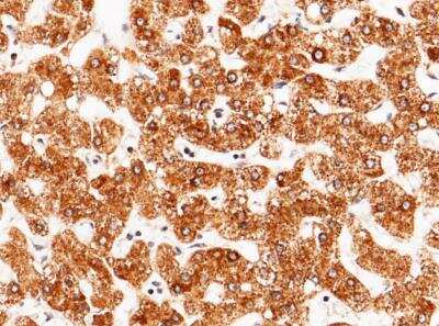 Immunohistochemistry-Paraffin: Serpin A8/Angiotensinogen Antibody (034) [NBP2-89737]