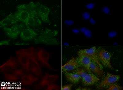 Immunocytochemistry/ Immunofluorescence: Serpin A8/Angiotensinogen Antibody - BSA Free [NBP1-30027]