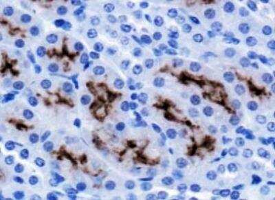 Immunohistochemistry-Paraffin: Serpin A8/Angiotensinogen Antibody - BSA Free [NBP1-30027]