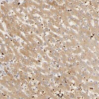 Immunohistochemistry-Paraffin: Serpin A8/Angiotensinogen Antibody [NBP1-87053]