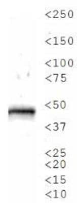 Western Blot: Serpin A8/Angiotensinogen AntibodyBSA Free [NBP1-30027]