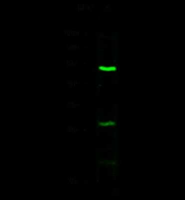 Western Blot: Serpin A8/Angiotensinogen Antibody [NBP2-98259]