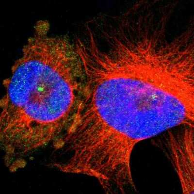 Immunocytochemistry/ Immunofluorescence: Serpin B6 Antibody [NBP1-86642]