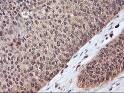 Immunohistochemistry: Serpin B6 Antibody (OTI1C5) - Azide and BSA Free [NBP2-74111]