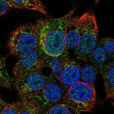 Immunocytochemistry/ Immunofluorescence: Serpin D1/Heparin Cofactor II Antibody [NBP2-33764]