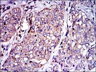 Immunohistochemistry-Paraffin: Serpin E1/PAI-1 Antibody (1D5) - BSA Free [NBP2-37532]