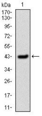 Western Blot: Serpin E1/PAI-1 Antibody (1D5)BSA Free [NBP2-37532]