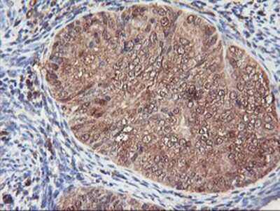 Immunohistochemistry-Paraffin: Serpin B6 Antibody (OTI1C5) [NBP2-01650]