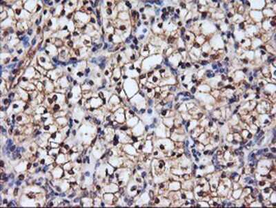 Immunohistochemistry-Paraffin: Serpin B6 Antibody (OTI1C5) [NBP2-01650]