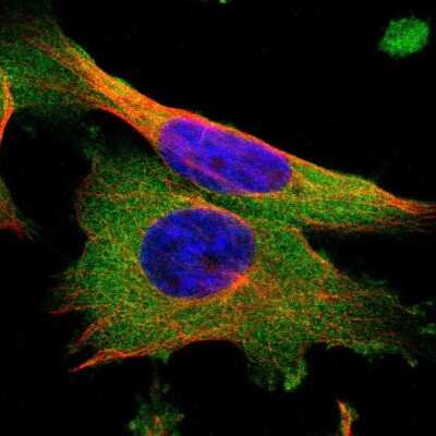 Immunocytochemistry/ Immunofluorescence: Seryl tRNA synthetase Antibody [NBP1-80765]