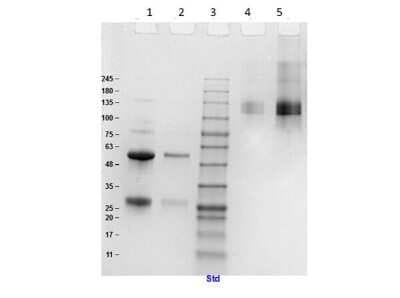 SDS-PAGE: Sheep IgG Isotype Control [NBP1-97055]