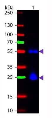Western Blot: Sheep anti-Mouse IgG (H+L) Secondary Antibody [NB120-6710]