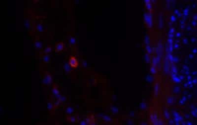 Immunohistochemistry-Frozen: Siglec-1/CD169 Antibody (HSn 7D2) - BSA Free [NB600-534]