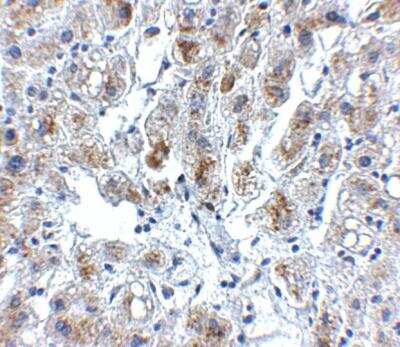 Immunohistochemistry-Paraffin: Siglec-11 Antibody - BSA Free [NBP1-77025]