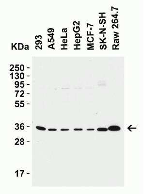 Western Blot: Siglec-15 AntibodyBSA Free [NBP3-06988]